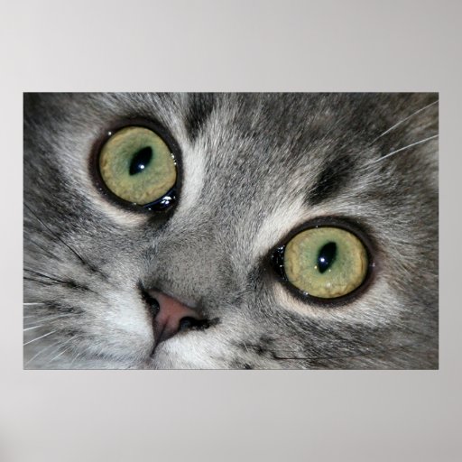 Cat Eyes Print