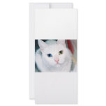 Cat Eyes rack cards