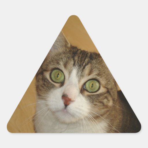 Cat Eyes Sticker