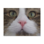 Cat Face on Postcard Post Cards