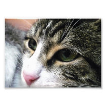 Cat Face Photo