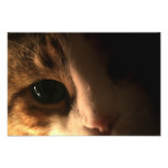 Cat Face Photo Print