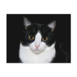 Cat face postcard