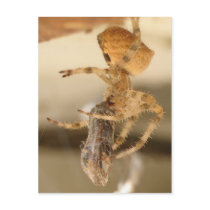 Cat Face Spider Devouring a Wasp Postcards
