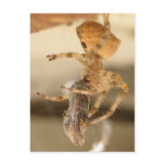 Cat Face Spider Devouring a Wasp postcards
