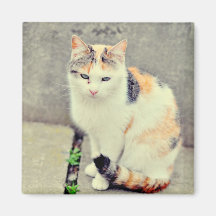 Cat Fridge Magnets