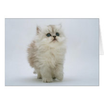 Cat Greeting Card