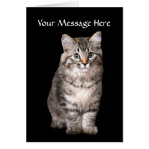 Cat Greeting Card