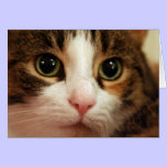 Cat Greeting Card cards