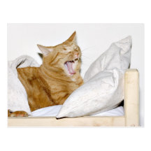 Cat hates mornings post card