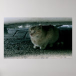 Cat Hiding Print