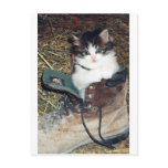 Cat in Boot postcards