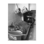 Cat in dish drainer Postcard