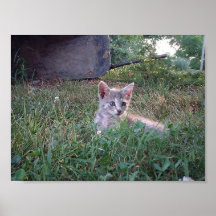 Cat in front of wheelbarrow poster