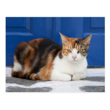 Cat in Greece Post Card