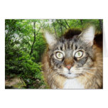 Cat in Nature cards