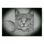 Cat in pencil greeting cards