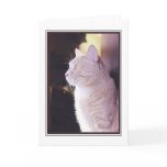 Cat in profile cards