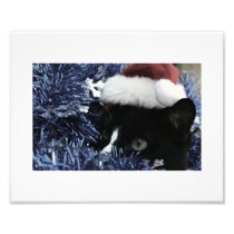 Cat in santa hat hiding in blue tinsel peering out