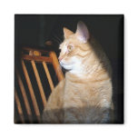Cat in Shadow Magnets