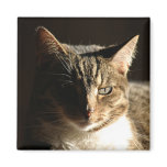 cat in shadows refrigerator magnet