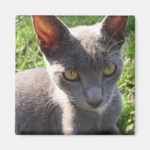 Cat in Sunlight Fridge Magnet