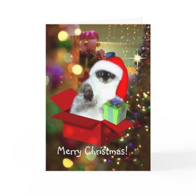 Cat in the box - Christmas Gift Greeting Card