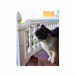 Cat In The Garden Photo Sculpture