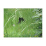 Cat In The Grass Post Cards