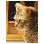 Cat in the light flyers