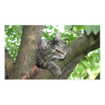 Cat in tree business cards