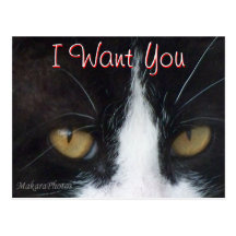 Cat  Invitation Postcard -customise any occasion