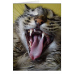 Cat Laugh cards