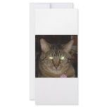 CAT LIGHTS rack cards