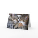 Cat Love Card