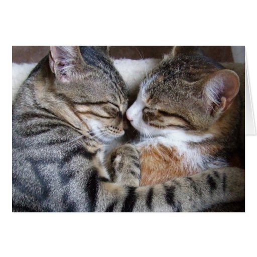 Cat Love Card