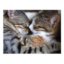 Cat Love Postcard