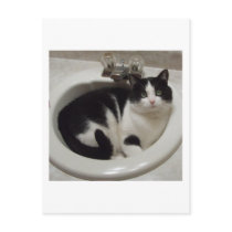 Cat lovers delight postcards