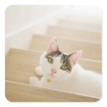 Cat lying on stairs stickers