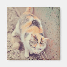 Cat Magnet