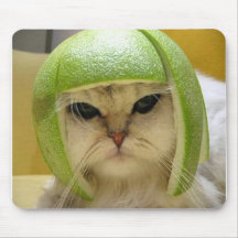 cat melon hat