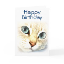 Cat mesmerEYES