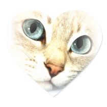Cat mesmerEYES