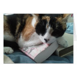 cat nap greeting card