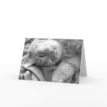 Cat Nap Greeting Cards