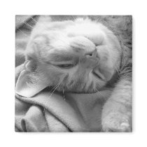 Cat Nap Magnets