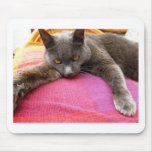 Cat Nap mousepads