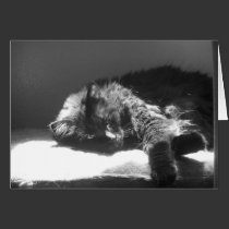 Cat Nap Notecard cards