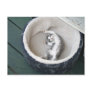 Cat Nap Post Card