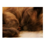 Cat Nap Postcard